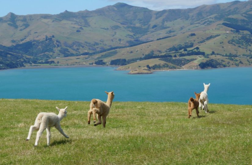 La granja de alpacas Shamarra