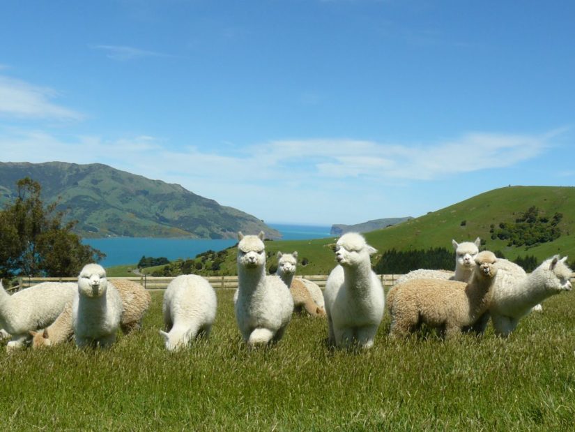 La granja de alpacas Shamarra