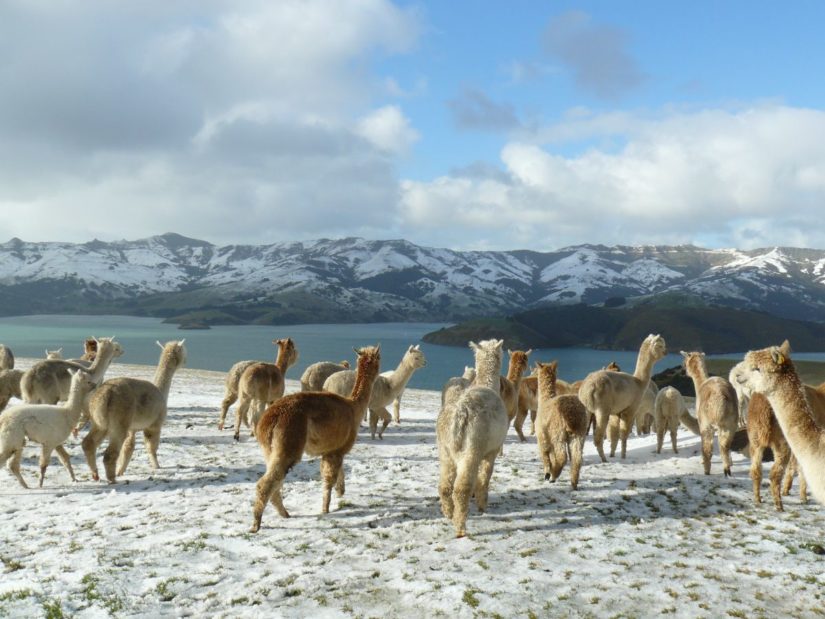 La granja de alpacas Shamarra