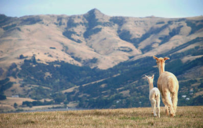 La granja de alpacas Shamarra