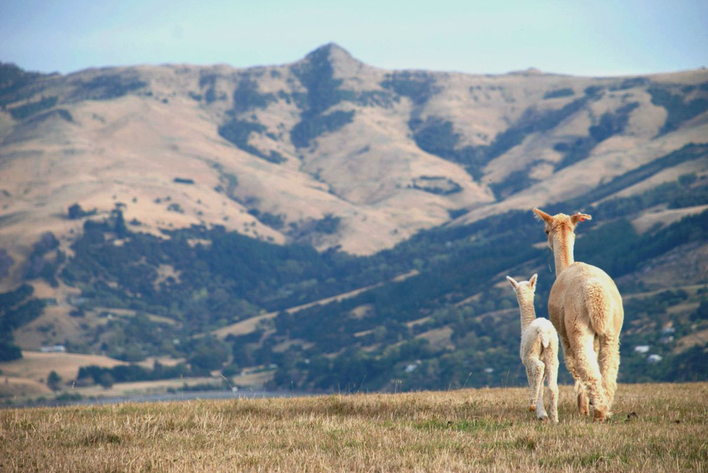 La granja de alpacas Shamarra