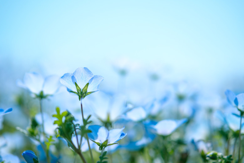 Hitachi Seaside Park